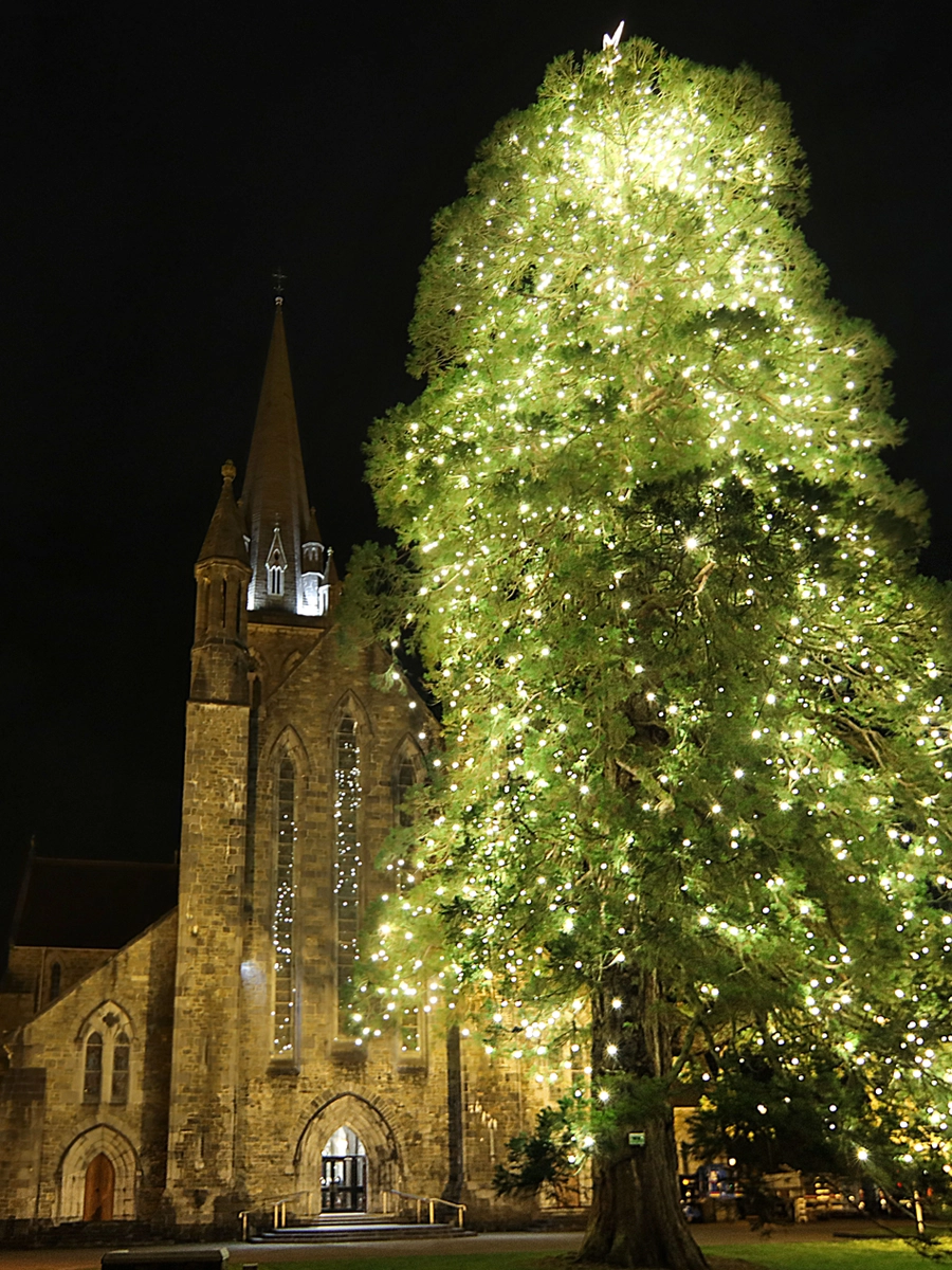 Tree of light outside Killarney Cathedral